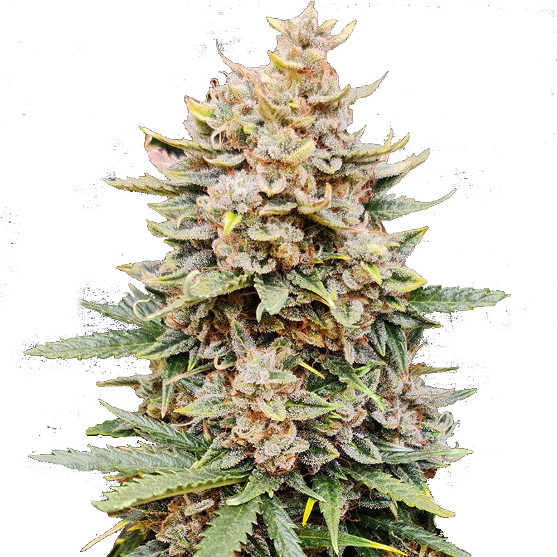 An image of Automatic O.G. Kush