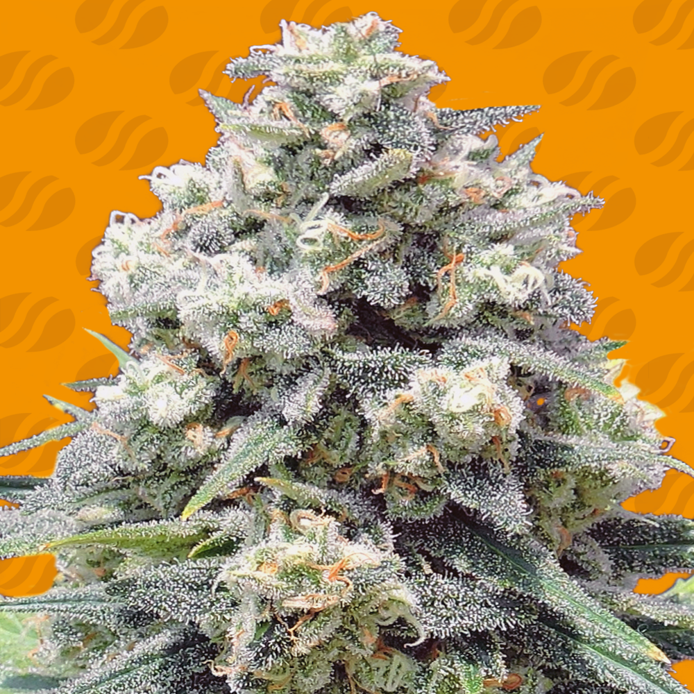 An image of White Widow +