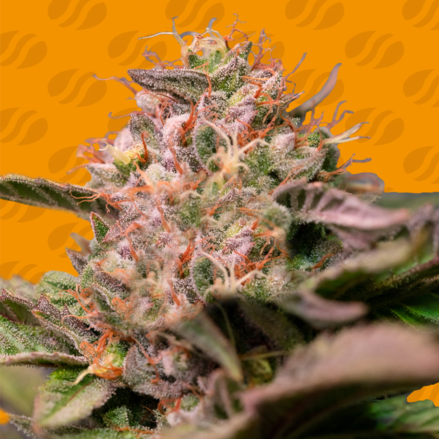 An image of Trop Cherry