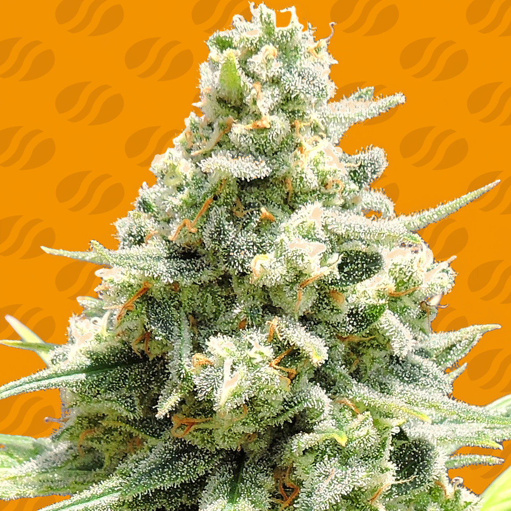 An image of Amnesia Lemon Kush
