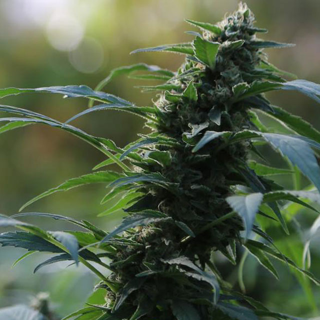 An image of Auto CBG Nectar