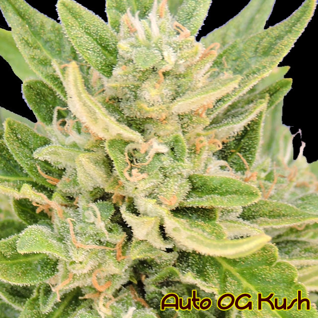 An image of Auto OG Kush