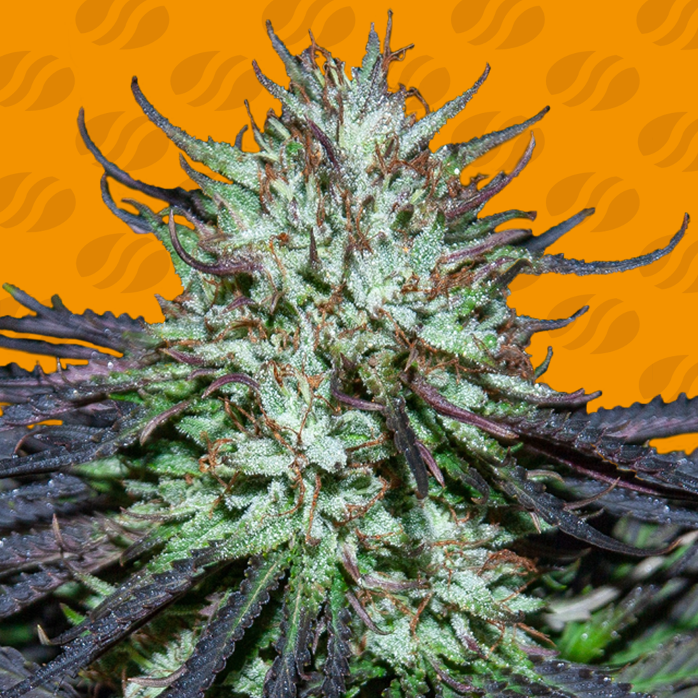 An image of Blueberry Ghost OG