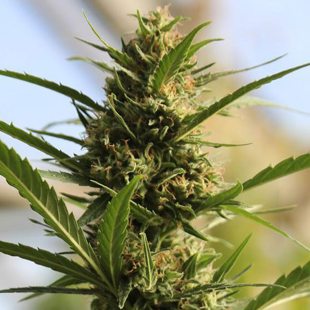 An image of CannaBoom CBD+