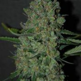 An image of Chronic Lights