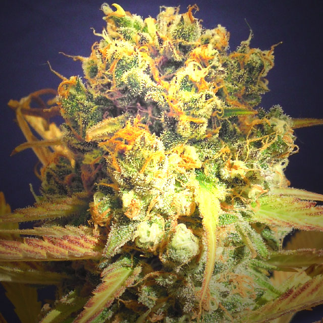 An image of Dr. Bruce Banner CBD