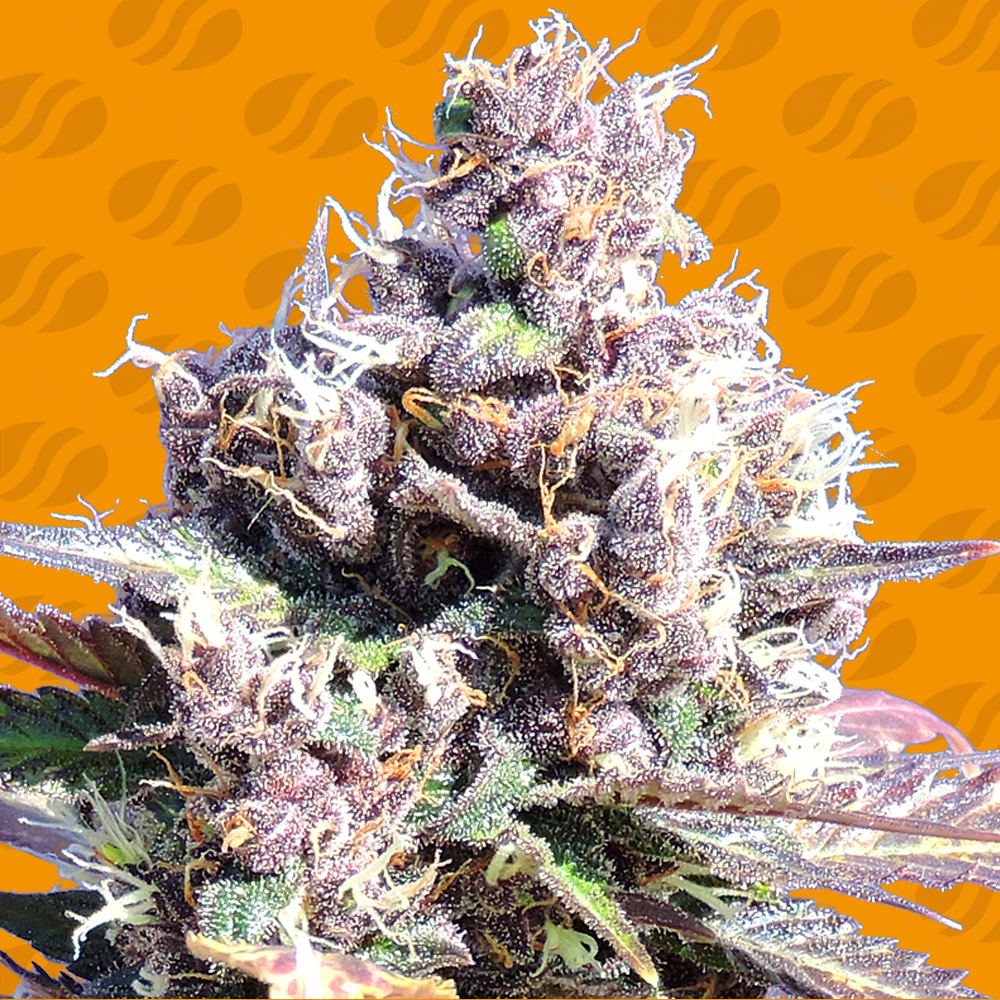 An image of Gelato