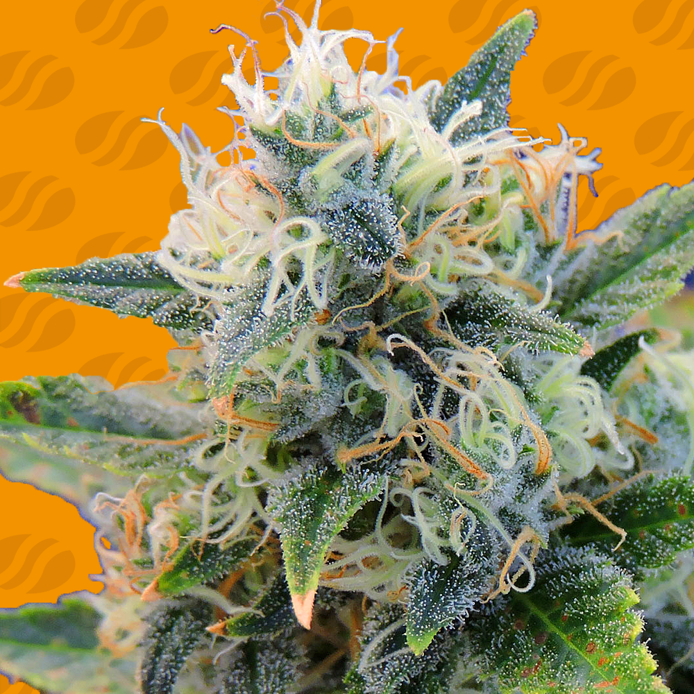An image of Girl Scout Cookies