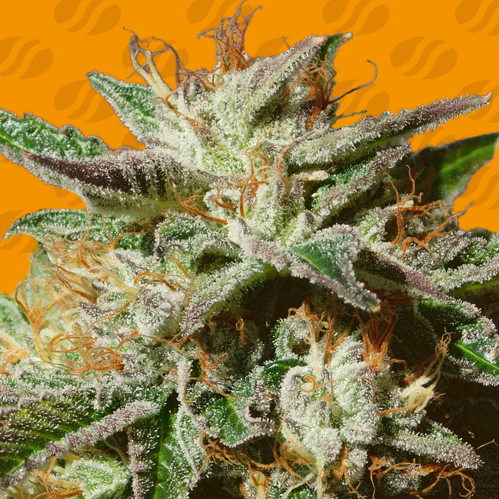 An image of Gorilla Cookies