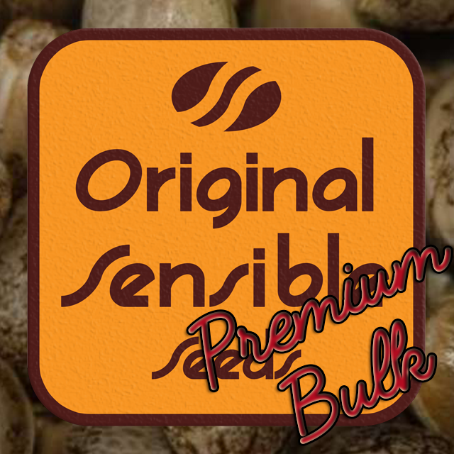 An image of Gorilla Lemon Fire