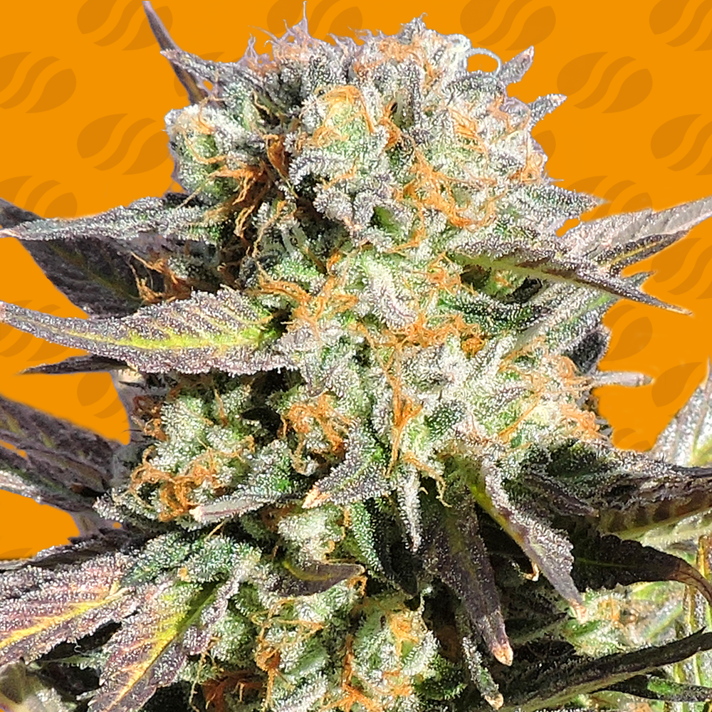 An image of Grandaddy Black