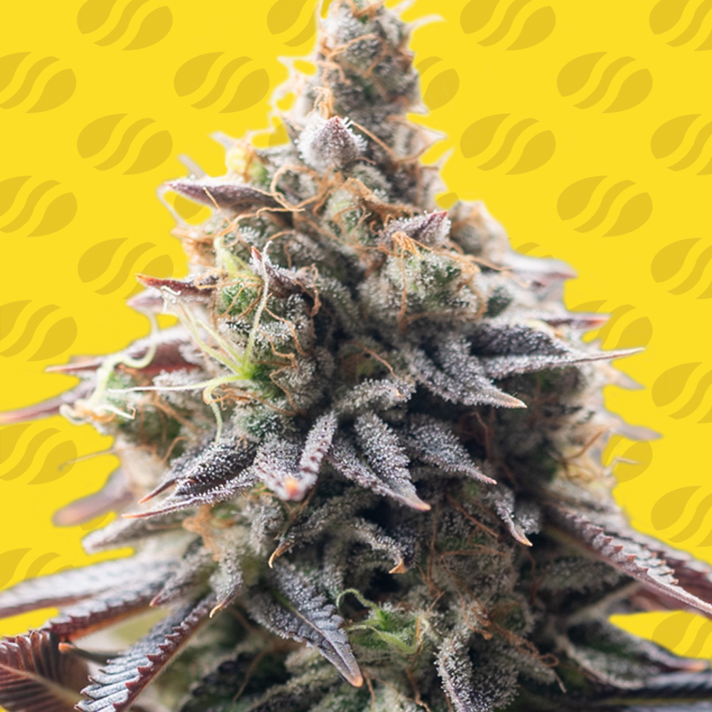 An image of Grape Soda Auto