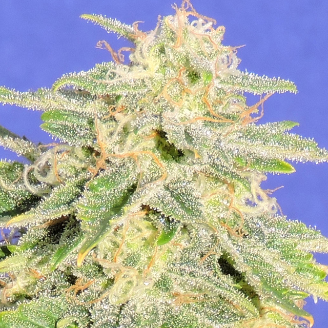 An image of Jack Herer Auto