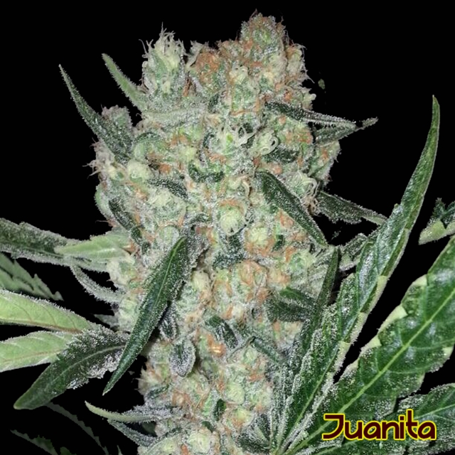 An image of Juanita