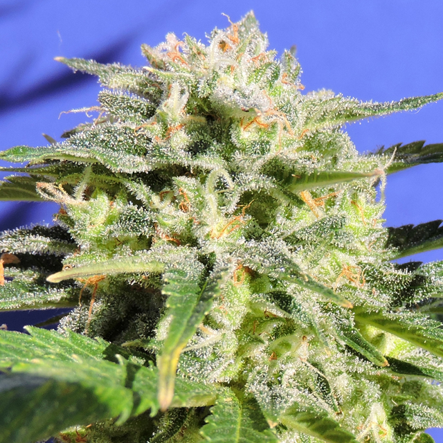An image of Lemonberry Haze Auto