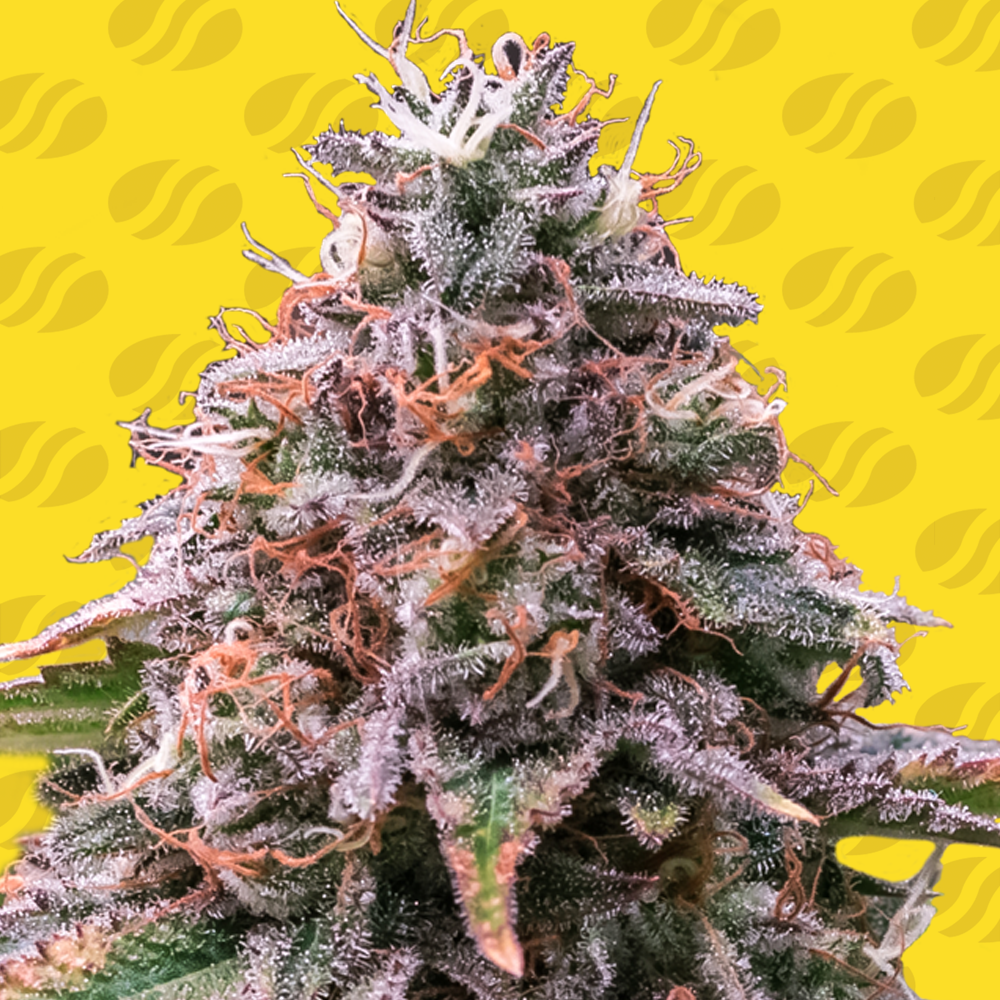 An image of Strawberry Pie Auto