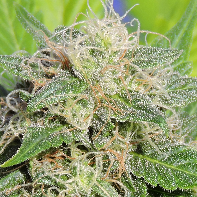 An image of Super Auto Lemon Haze