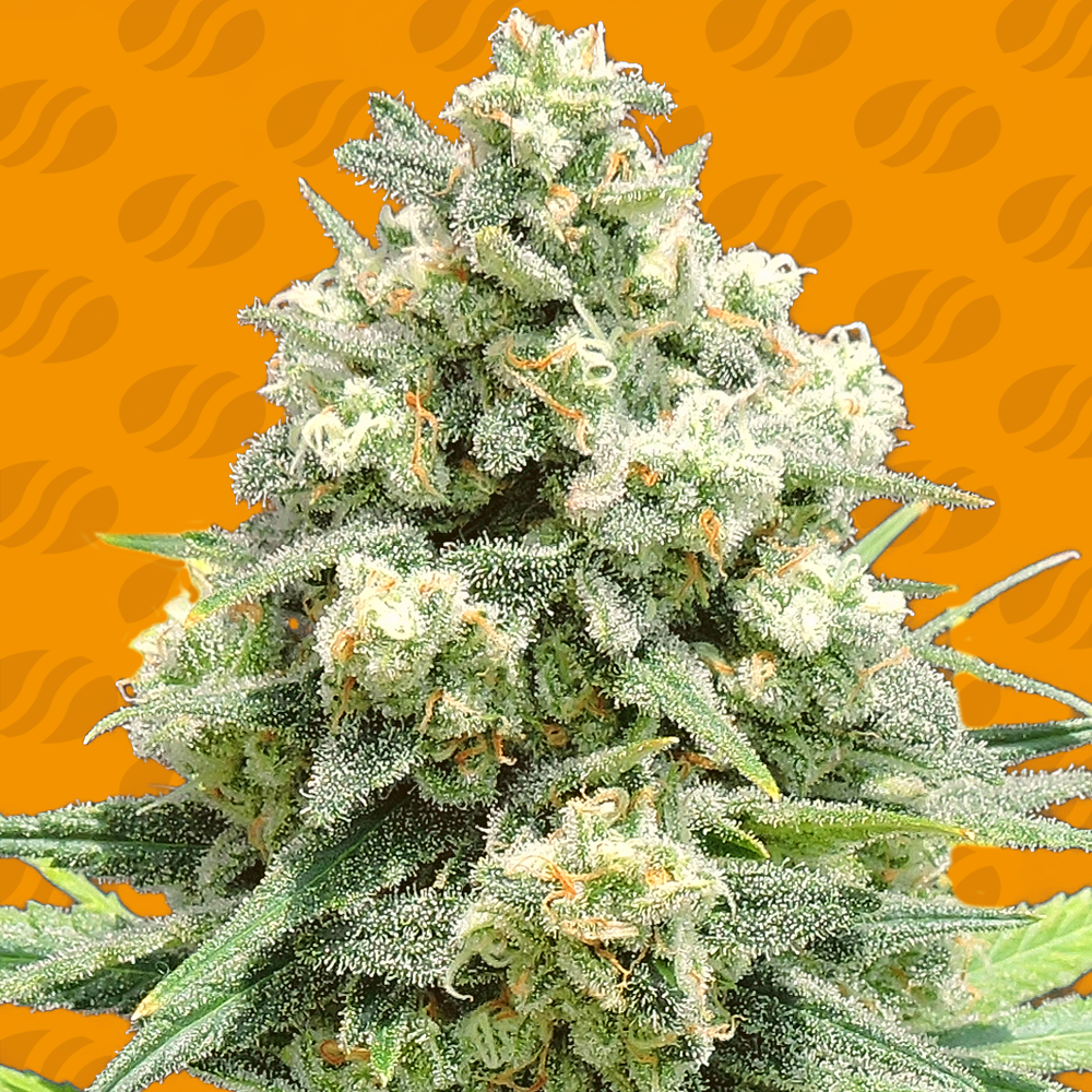 An image of White Critical
