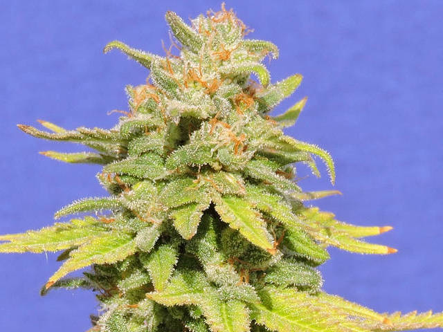 An image of White Crystal Meth Auto