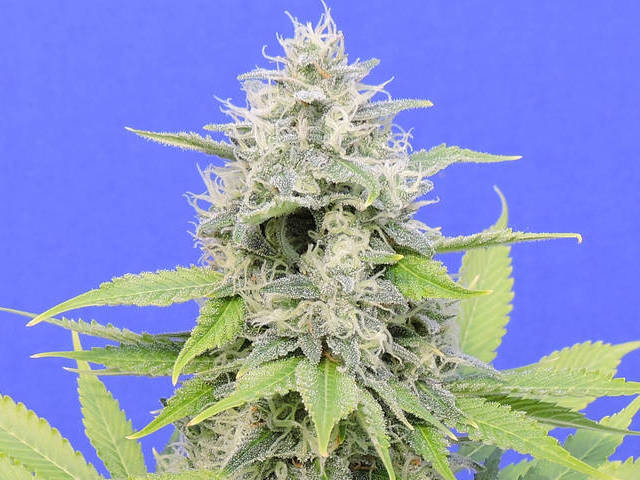 An image of Zkittzy Gorilla