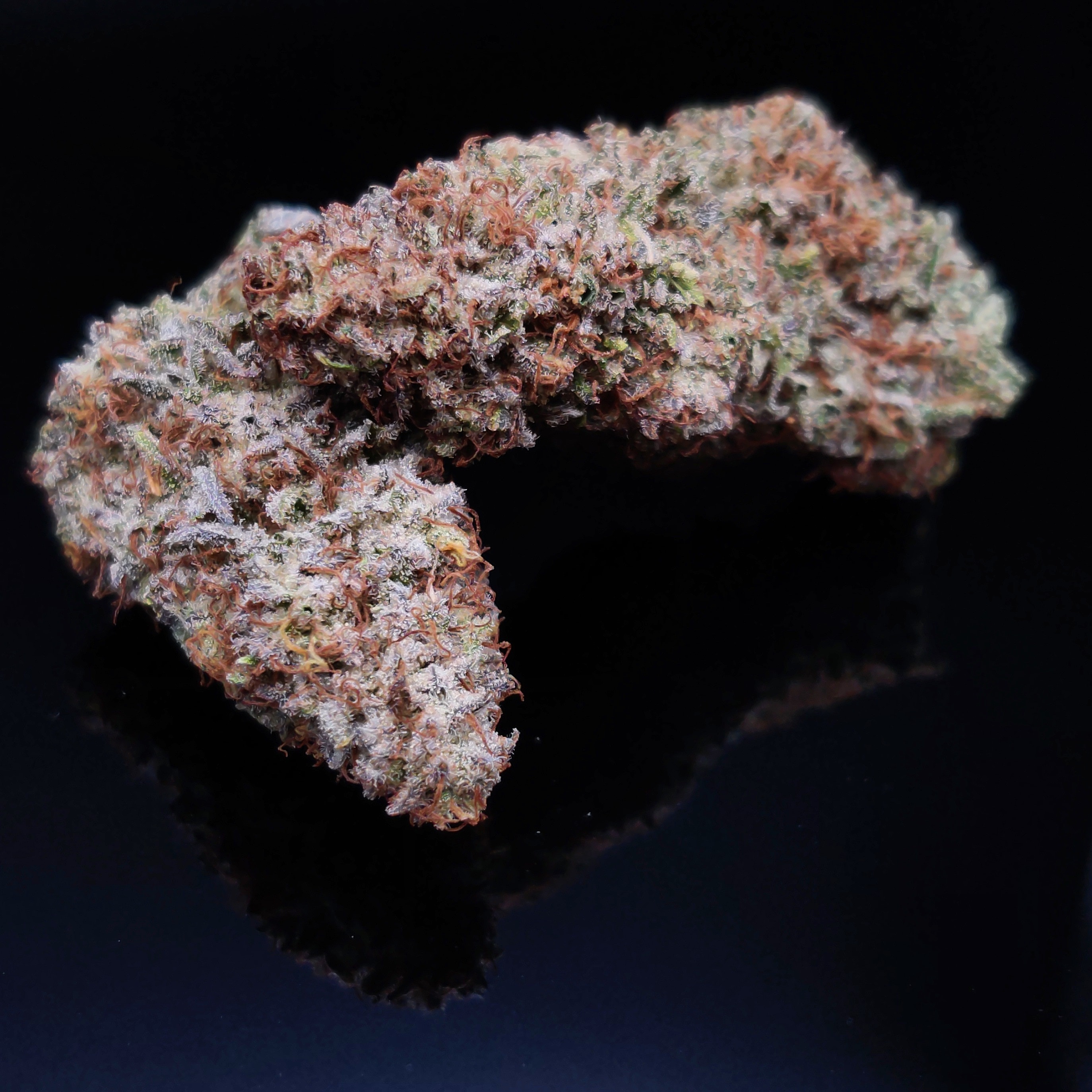 An image of Critical Purple OG