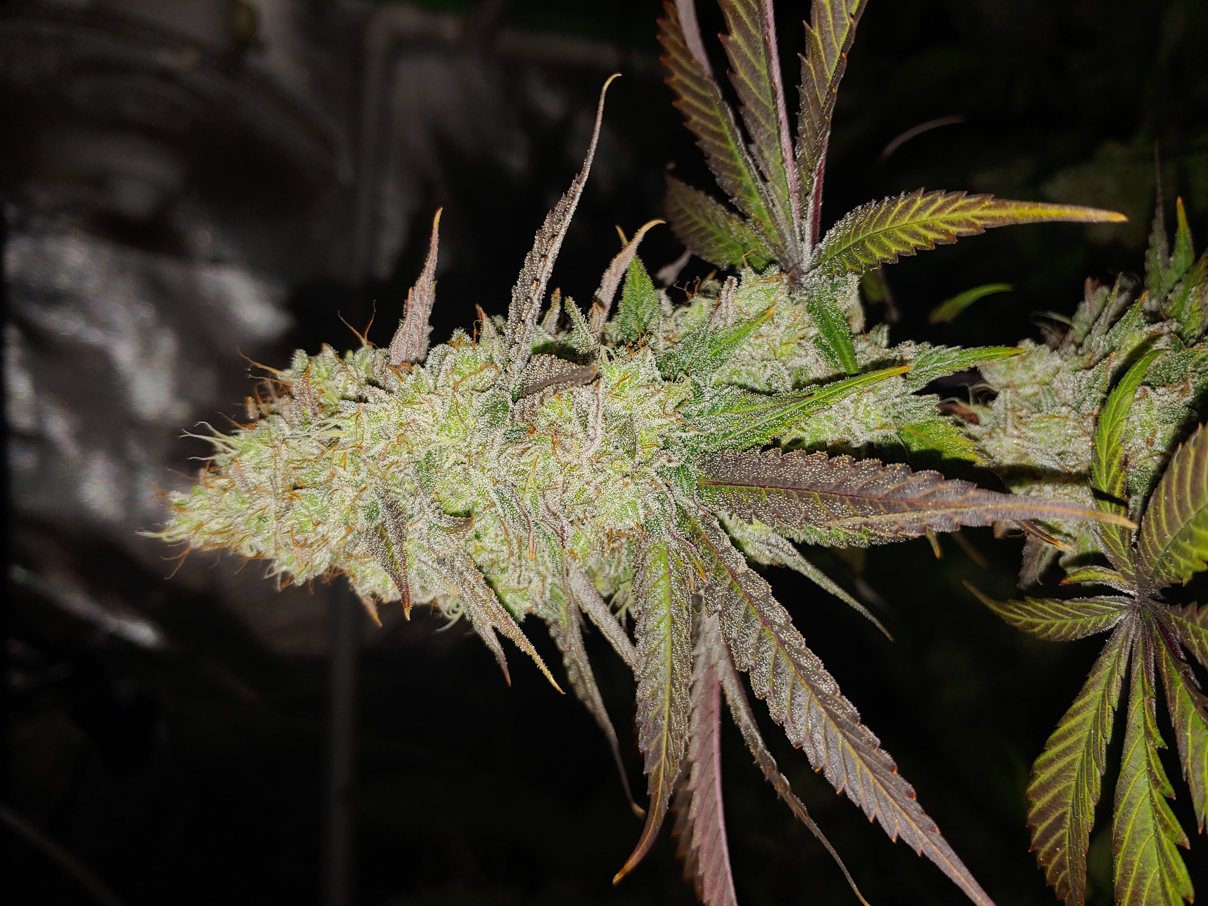 An image of Belladonna