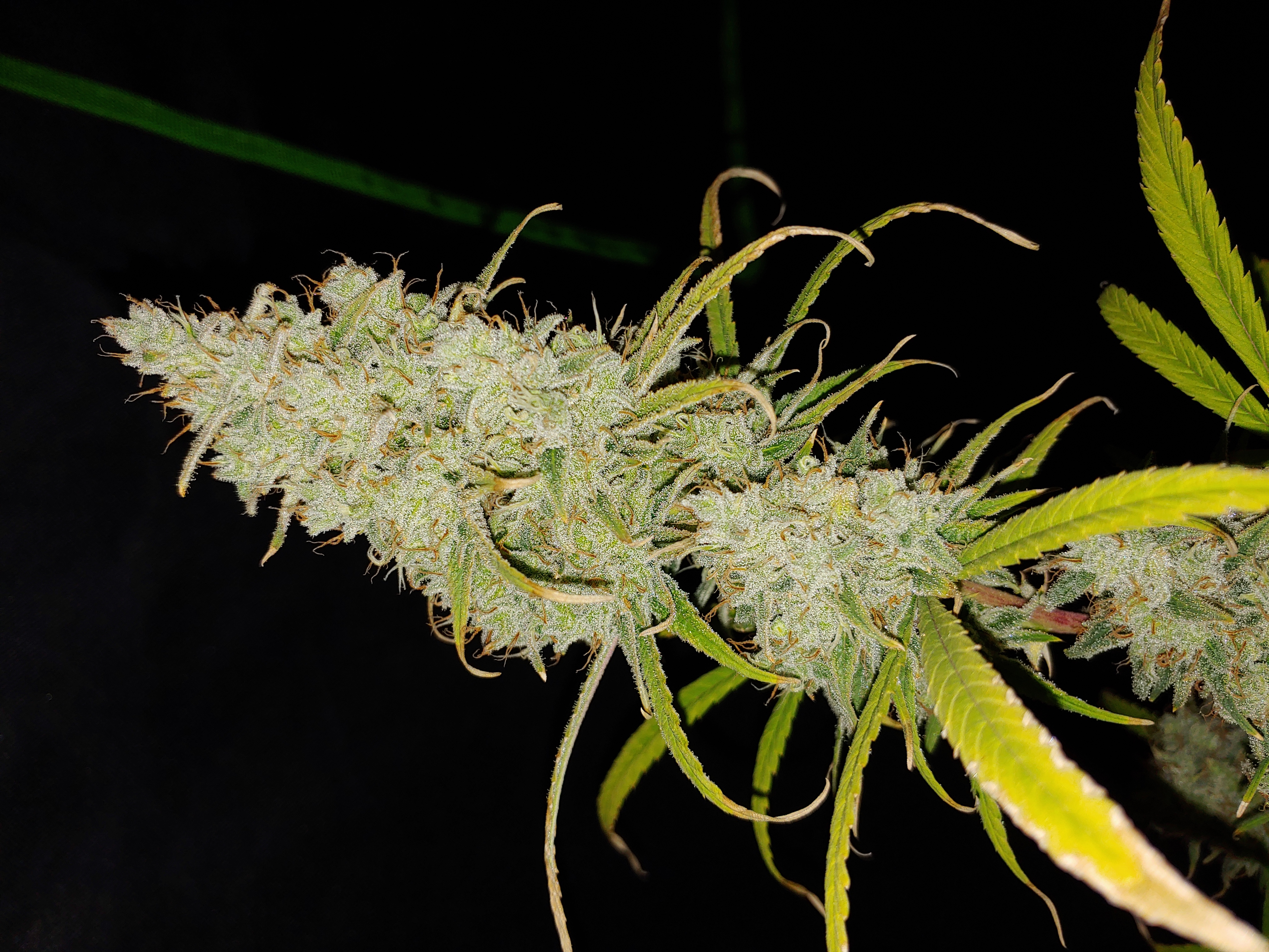 An image of Datura