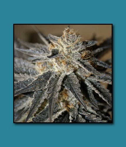An image of Cherry Alien