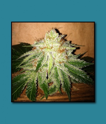 An image of Strawberry Kush BX1