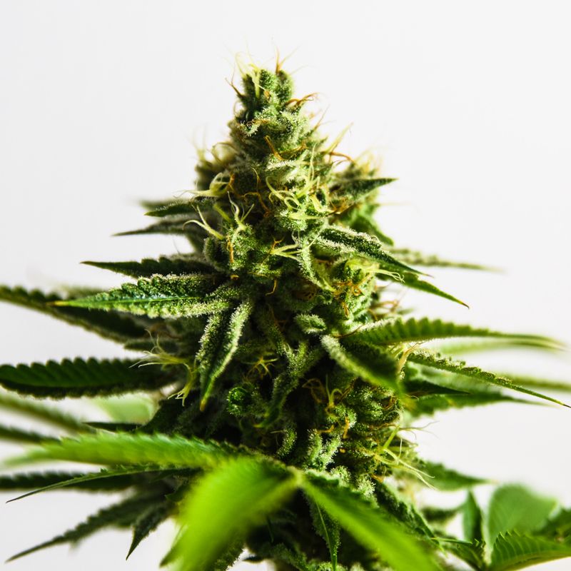 An image of Anaconda Auto
