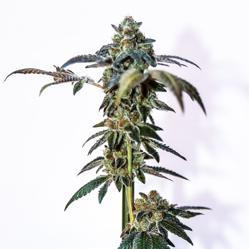An image of Cookies And Weed
