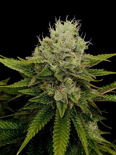 An image of Cream Banger