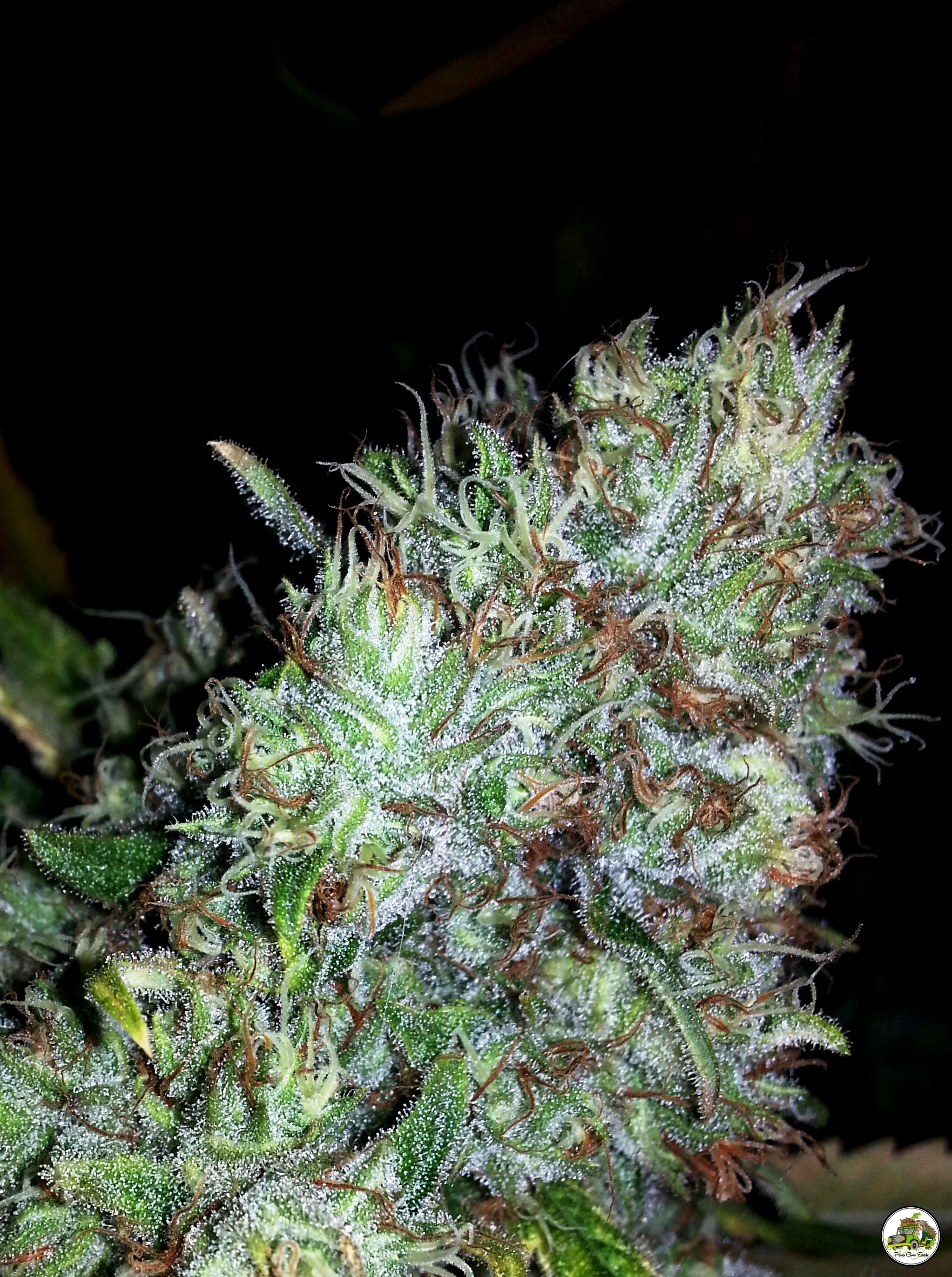 An image of Kush del arriero