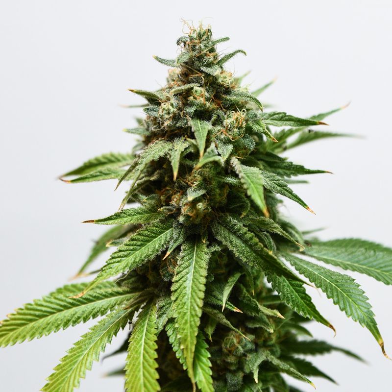 An image of Lemon Berry Auto