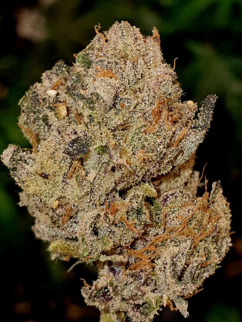 An image of Lemon Cherry Gelato