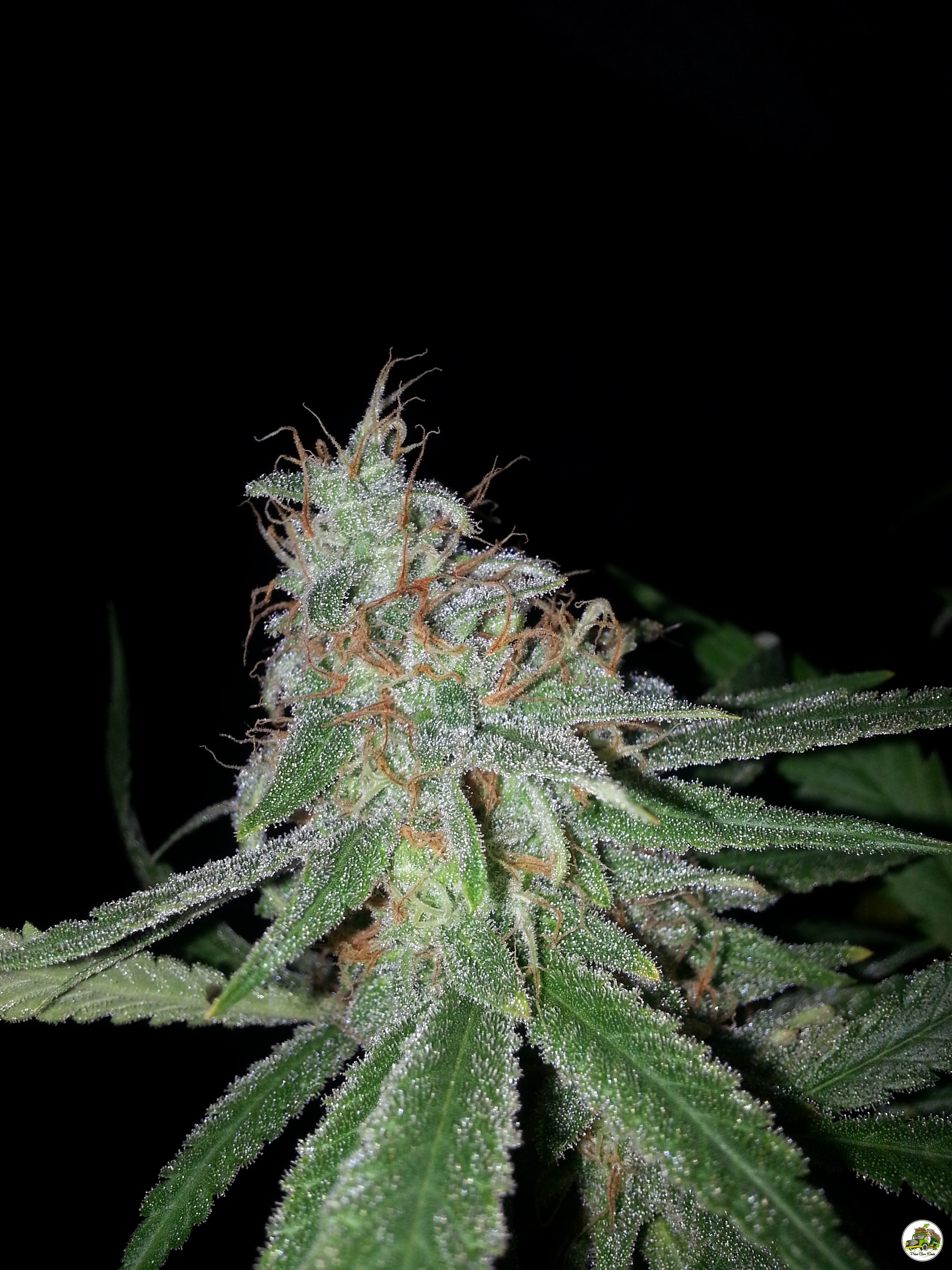 An image of Old Amnesia