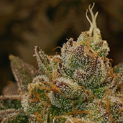 An image of Punch Breath
