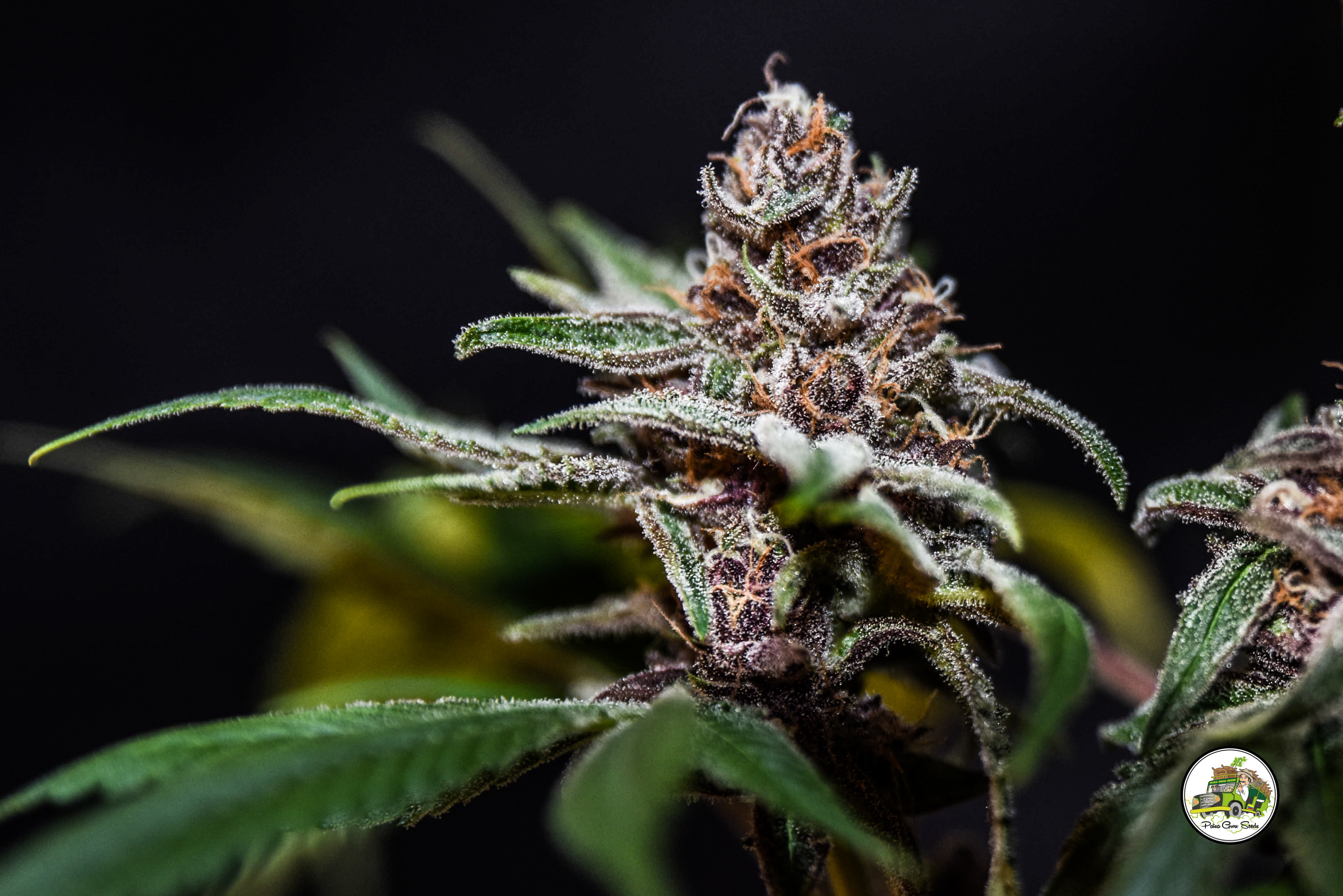 An image of Purple Condor Auto