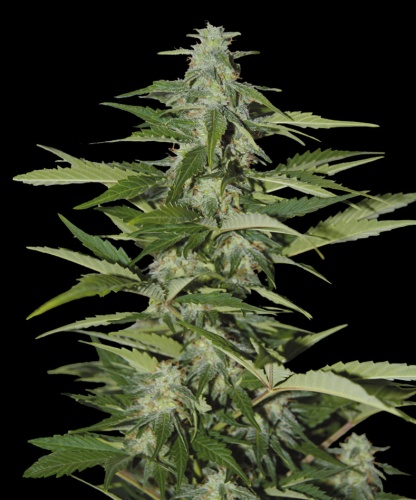 An image of Auto Big Kush