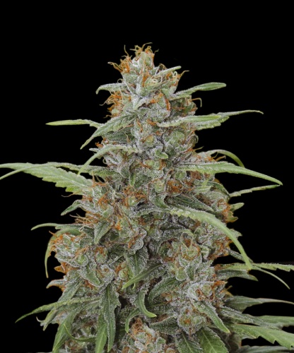 An image of Auto OG Medical Kush CBD