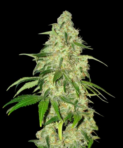 An image of Auto Super Bud
