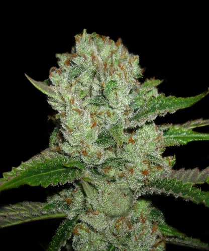 An image of Super Lemon Storm