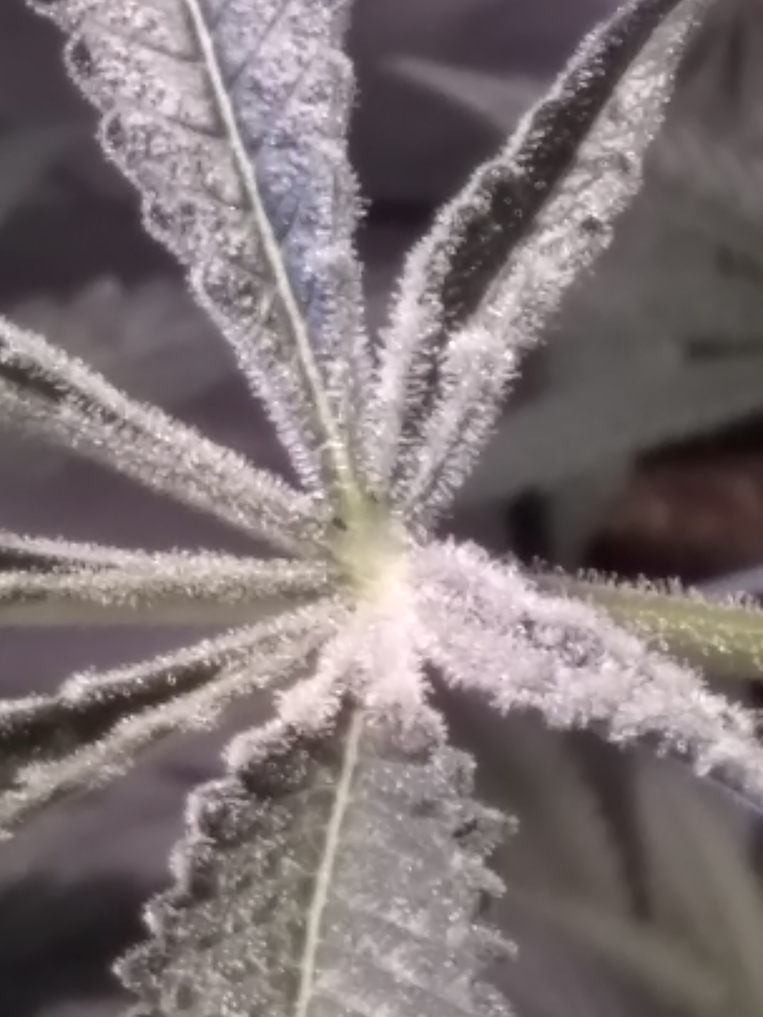 An image of War Eagle OG