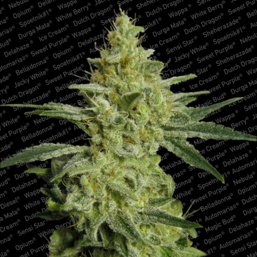 An image of Allkush