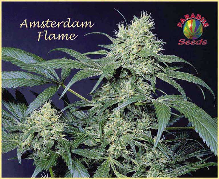 An image of Amsterdam Flame