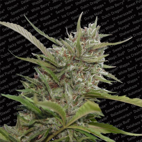 An image of Auto Whiteberry