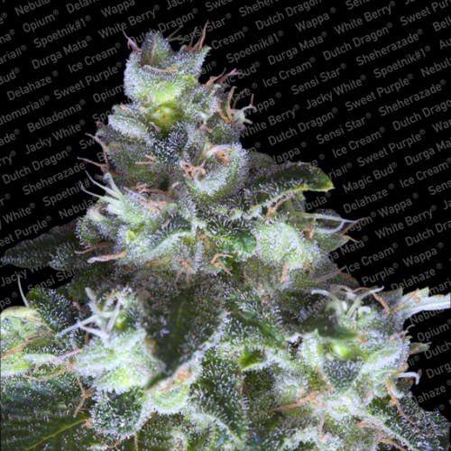 An image of Original White Widow