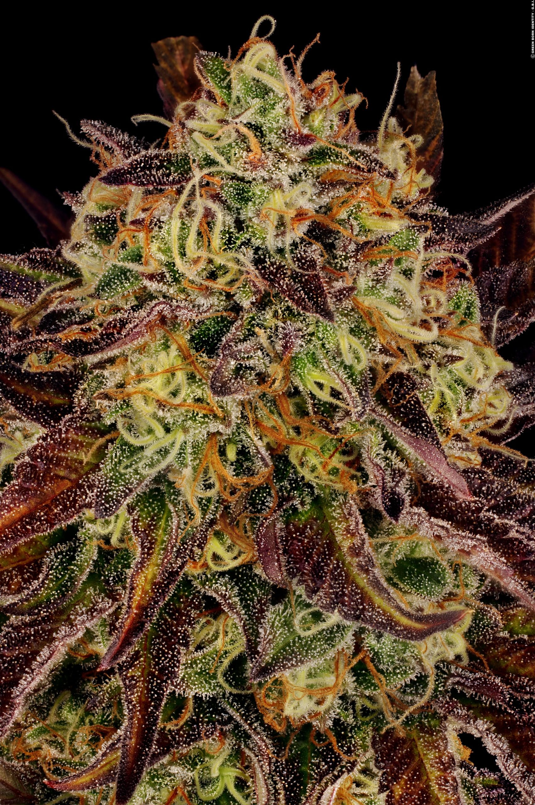An image of Tangerine Sorbet