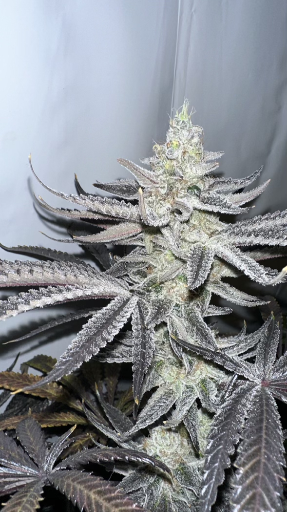 An image of Clemberry OG