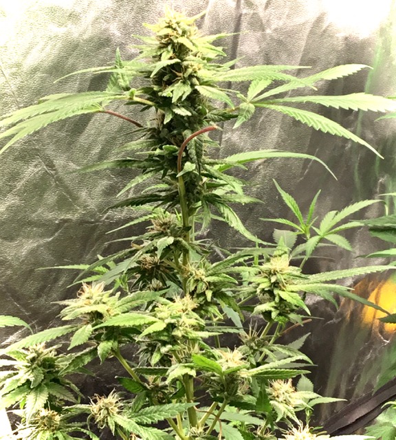 An image of Kona Cookie OG